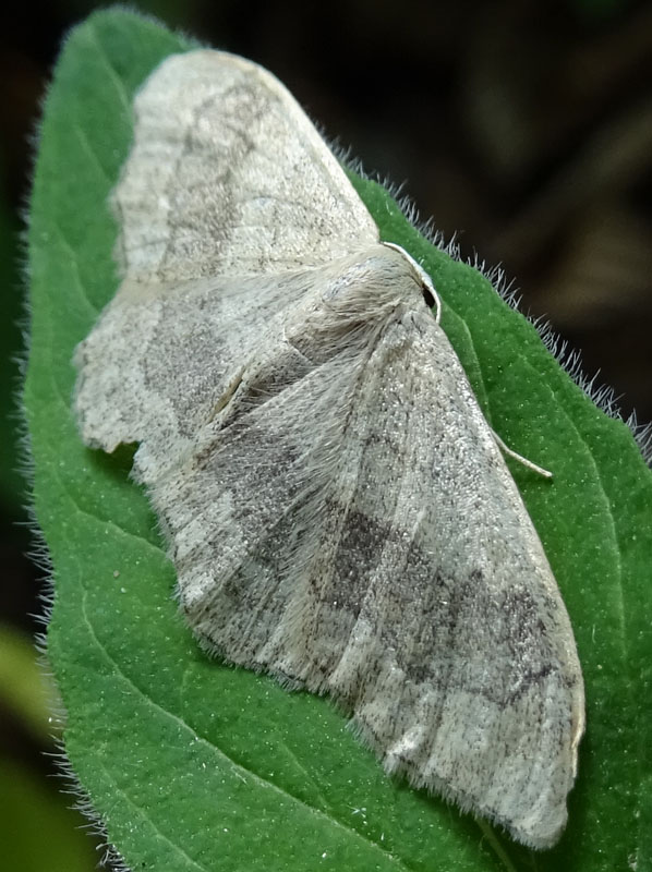 Idaea aversata - Geometridae